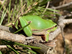 Hyla arborea