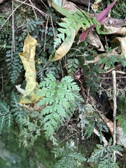 Blechnum filiforme