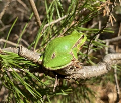 Hyla arborea