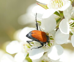 Phyllotocus rufipennis