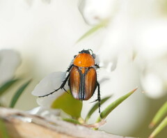 Phyllotocus scutellaris