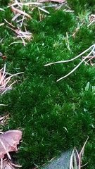 Campylopus flexuosus