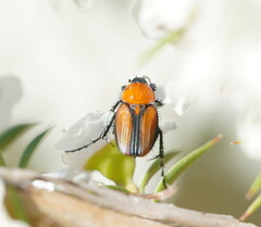 Phyllotocus scutellaris