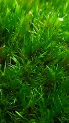 Campylopus flexuosus