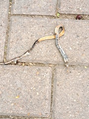 Coniophanes imperialis