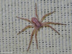 Pulchellodromus