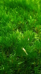 Campylopus flexuosus