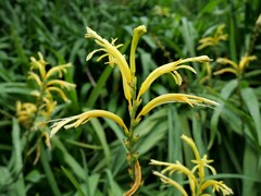 Chasmanthe floribunda