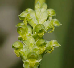 Microtis frutetorum