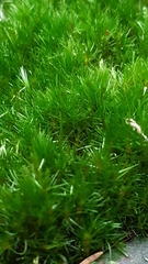 Campylopus flexuosus