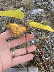 Betula cordifolia