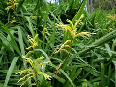 Chasmanthe floribunda