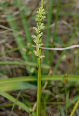 Microtis frutetorum