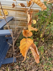 Betula cordifolia