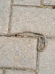 Coniophanes imperialis