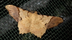 Macaria approximaria