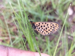 Pardopsis punctatissima