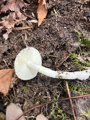 Amanita lavendula
