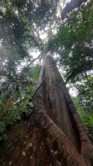 Ceiba