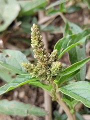 Amaranthus muricatus