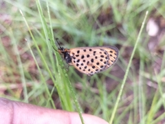 Pardopsis punctatissima