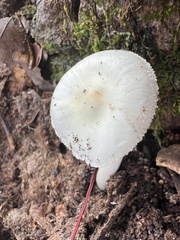 Amanita lavendula