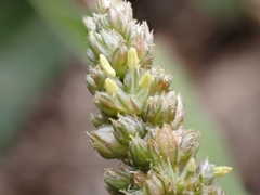 Amaranthus muricatus