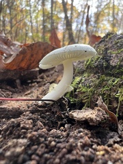 Amanita lavendula