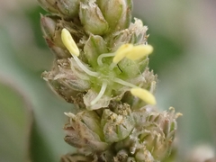 Amaranthus muricatus
