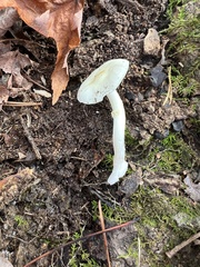 Amanita lavendula