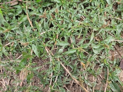 Amaranthus muricatus