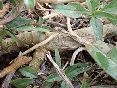 Amaranthus muricatus