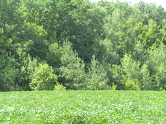 Pinus sylvestris sylvestris