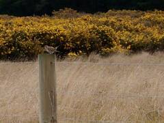 Chrysococcyx basalis