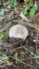 Amanita novinupta