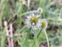 Cyperus erectus