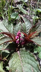Phytolacca