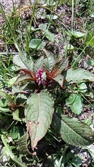 Phytolacca