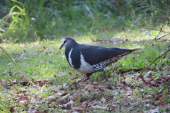 Leucosarcia melanoleuca