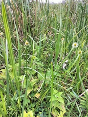 Cyperus erectus
