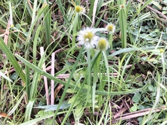 Cyperus erectus