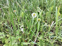 Cyperus erectus