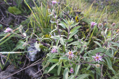Erigeron acris