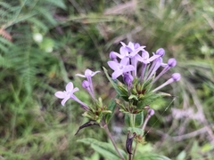 Conostomium natalense