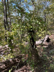 Smilax rotundifolia