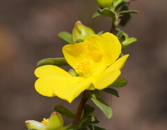Hibbertia obtusifolia