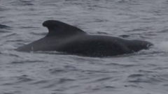 Globicephala macrorhynchus