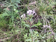 Conostomium natalense