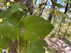 Smilax rotundifolia