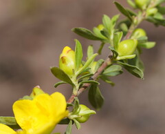 Hibbertia obtusifolia